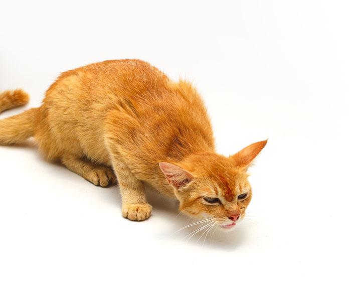 Kediler Neden Kusar?