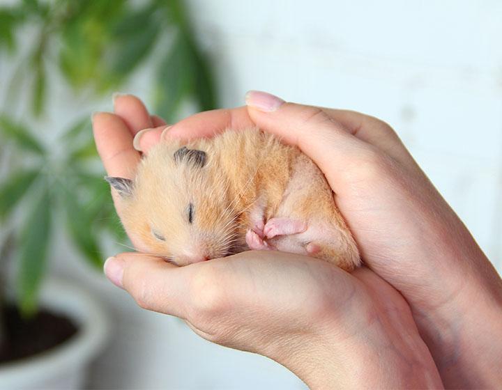 Hamster Bakımı