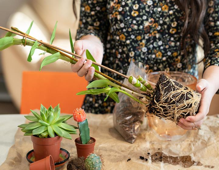 Çiçekler Açsın: Orkide Bakımı Nasıl Yapılır?
