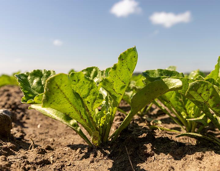 Şeker Pancarı Faydaları